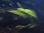 Flutendes Laichkraut-Potamogeton nodosus