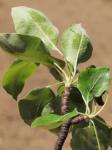 Österreichischer Birnbaum - Pyrus austriaca