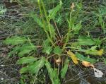 Straußblütiger Sauerampfer - Rumex thyrsiflorus