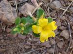 : - Turnera pumilea