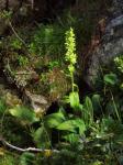 Grüner Germer - Veratrum lobelianum