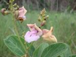: - Vigna firmula