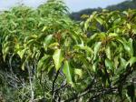 : - Elaeocarpus bifidus