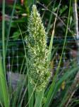 : - Eragrostis atropioides