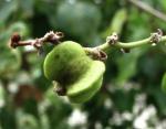 : - Gouania vitifolia
