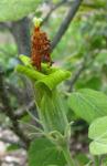 : - Hibiscadelphus distans