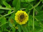 : - Lipochaeta succulenta