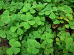 : - Marsilea vestita