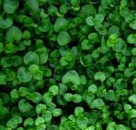 Korsische Minze - Mentha requienii