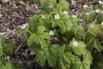 Kanadische Orangenwurzel - Hydrastis canadensis