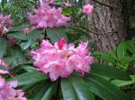Großblättriger Rhododendron - Rhododendron macrophyllum