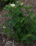 : - Solanum incompletum