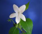 : - Viola chamissoniana