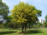 Brasilholz - Caesalpinia echinata