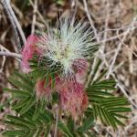 : - Calliandra bahiana