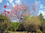 : - Cassia javanica subsp. nodosa