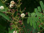 : - Acacia pennata