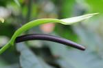 : - Anthurium bogotense
