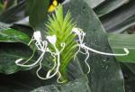 : - Hedychium thyrsiforme