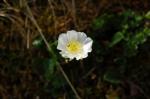 Alpen-Hahnenfuß - Ranunculus alpestris