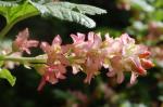 Blut-Johannisbeere - Ribes sanguineum