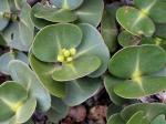 : - Clusia obdeltifolia