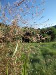 Weißes Straußgras-Agrostis stolonifera