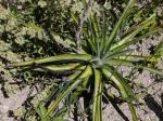 : - Dyckia brasiliana