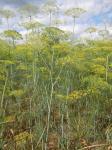 Dill - Anethum graveolens