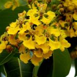 : - Heteropterys byrsonimifolia