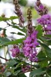: - Lonchocarpus sericeus