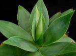 : - Agave ellemeetiana