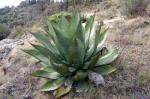 :-Agave salmiana subsp. crassispina