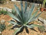 Blaue Agave-Agave tequilana