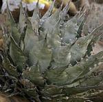 :-Agave vizcainoensis