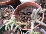 Zwergsäulenkaktus - Echinopsis chamaecereus