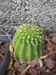 Bauernkaktus - Echinopsis oxygona
