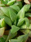 : - Haworthia mirabilis var. mirabilis