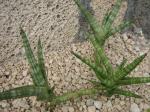 Bogenhanf - Sansevieria francisii