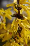Forsythie - Forsythia intermedia