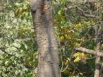 : - Xylia xylocarpa