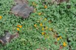 Hornklee - Lotus glaucus