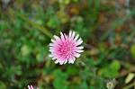 : - Crepis incana