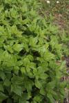Aufrechtes Glaskraut - Parietaria officinalis