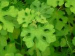 : - Urena sinuata