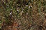 : - Ipomopsis longiflora