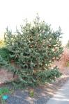 Grannen-Kiefer - Pinus aristata