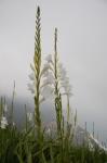 Watsonie - Watsonia borbonica subsp. ardernei