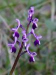 : - Anacamptis morio subsp. longicornu