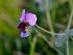 Wilde Erbse - Pisum sativum subsp. elatius